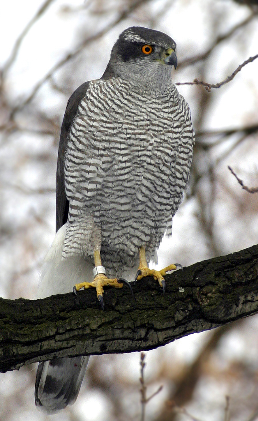 Northern Goshawk wallpaper