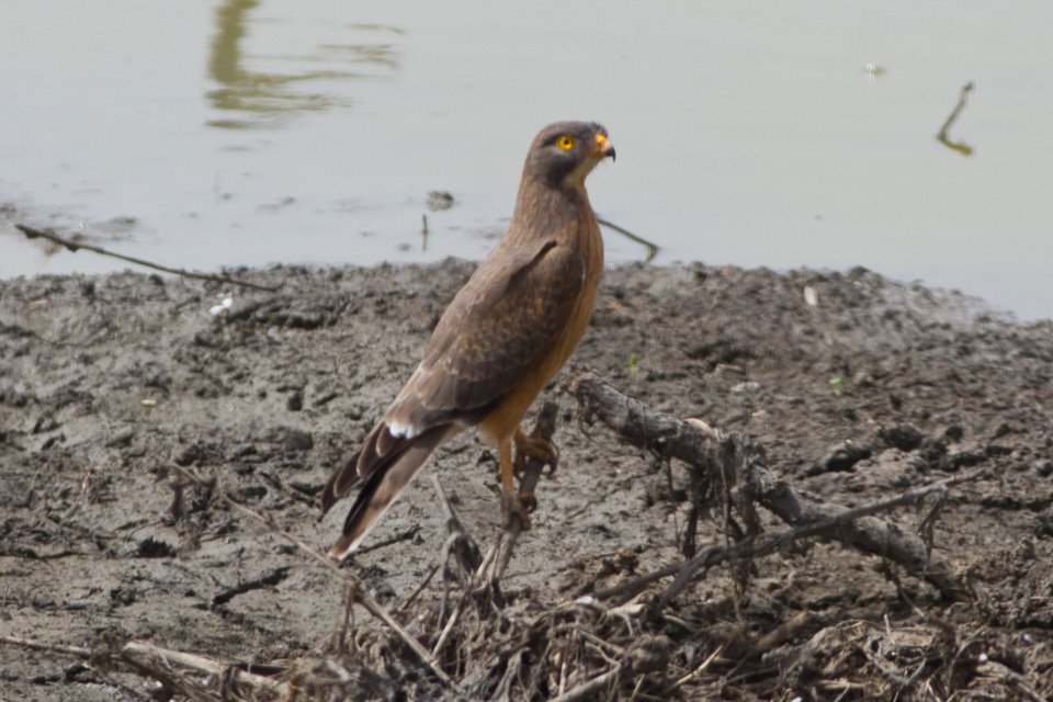 Grasshopper Buzzard wallpaper