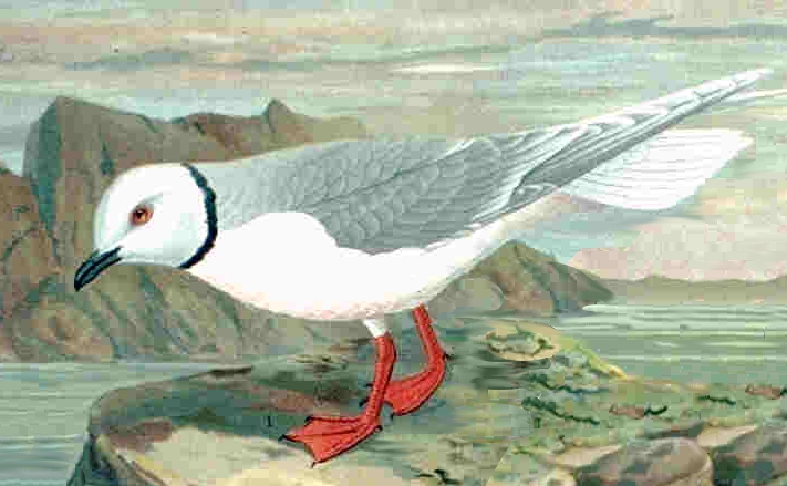 Ross's Gull wallpaper