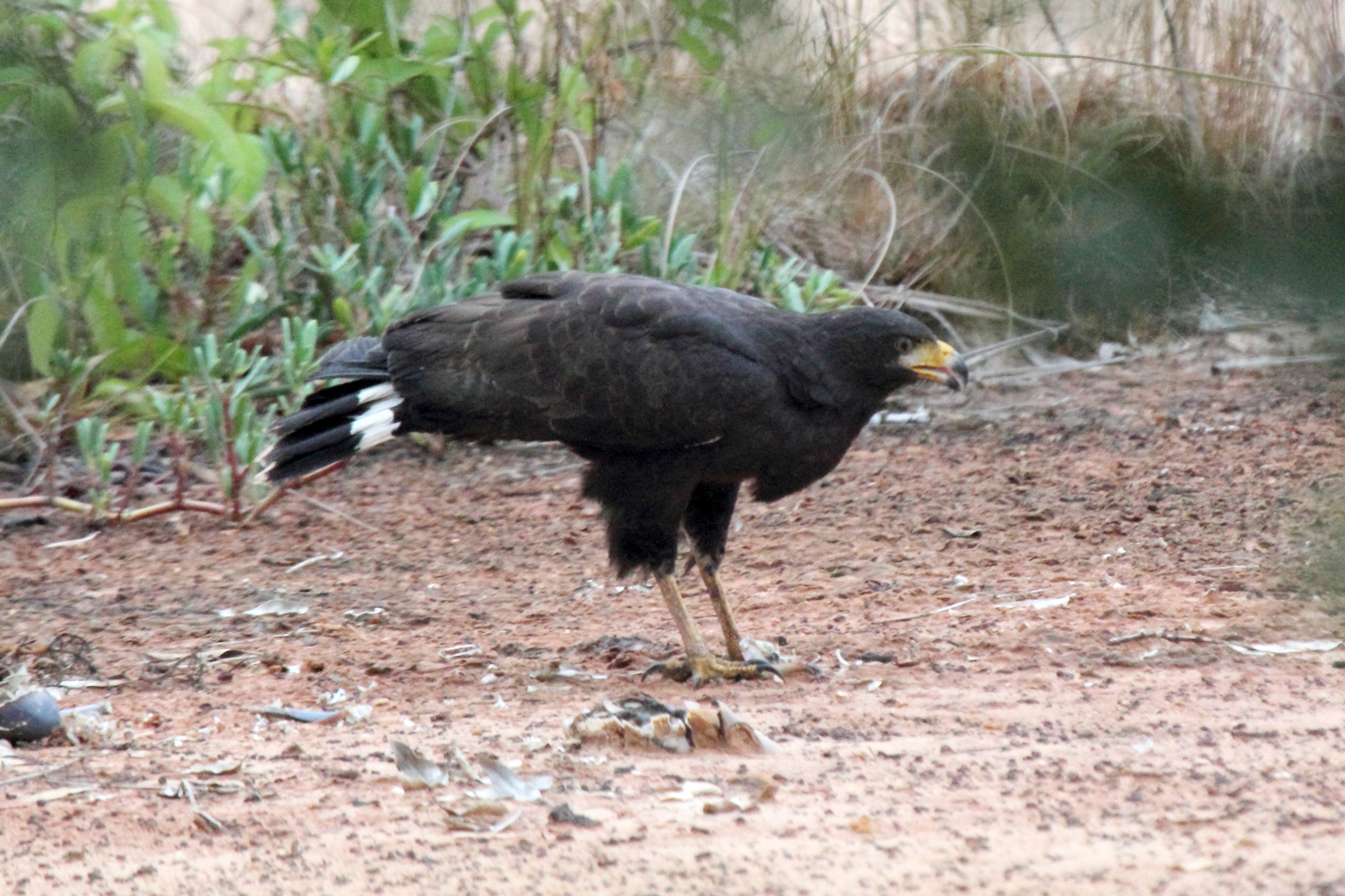 Common Black Hawk wallpaper