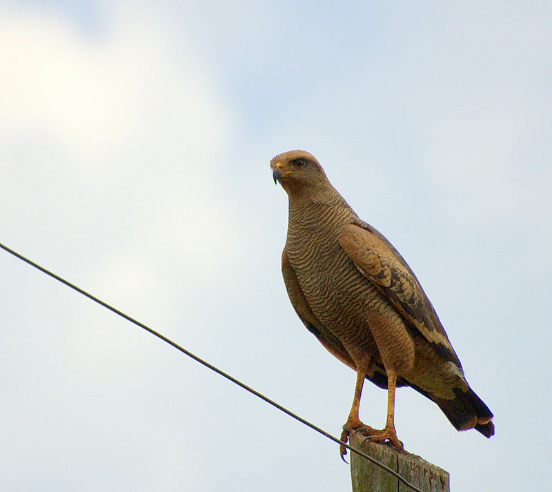 Savanna Hawk wallpaper