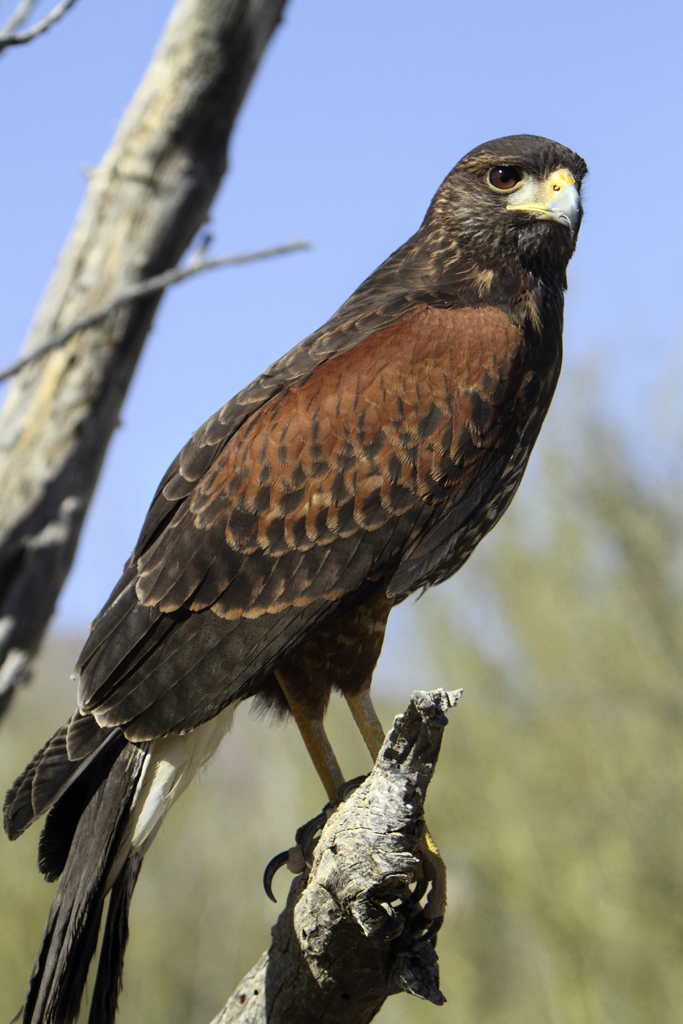 Harris' Hawk wallpaper