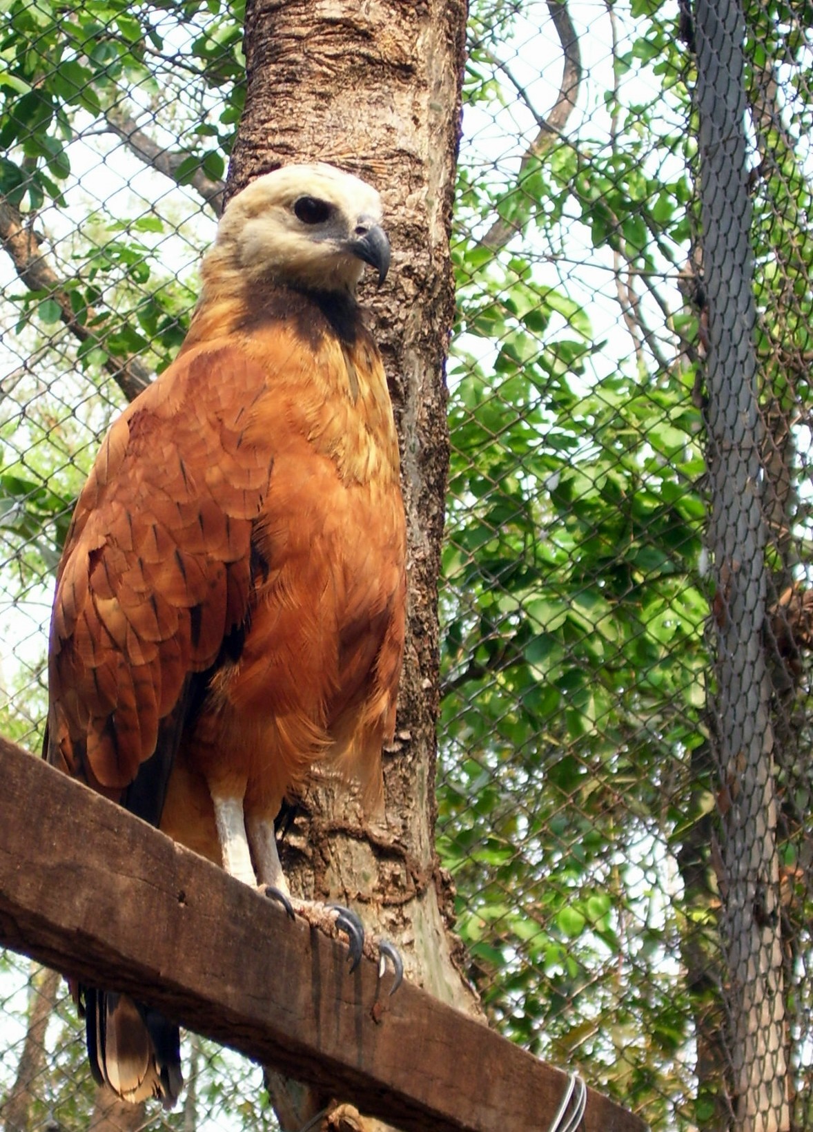 Black-collared Hawk wallpaper