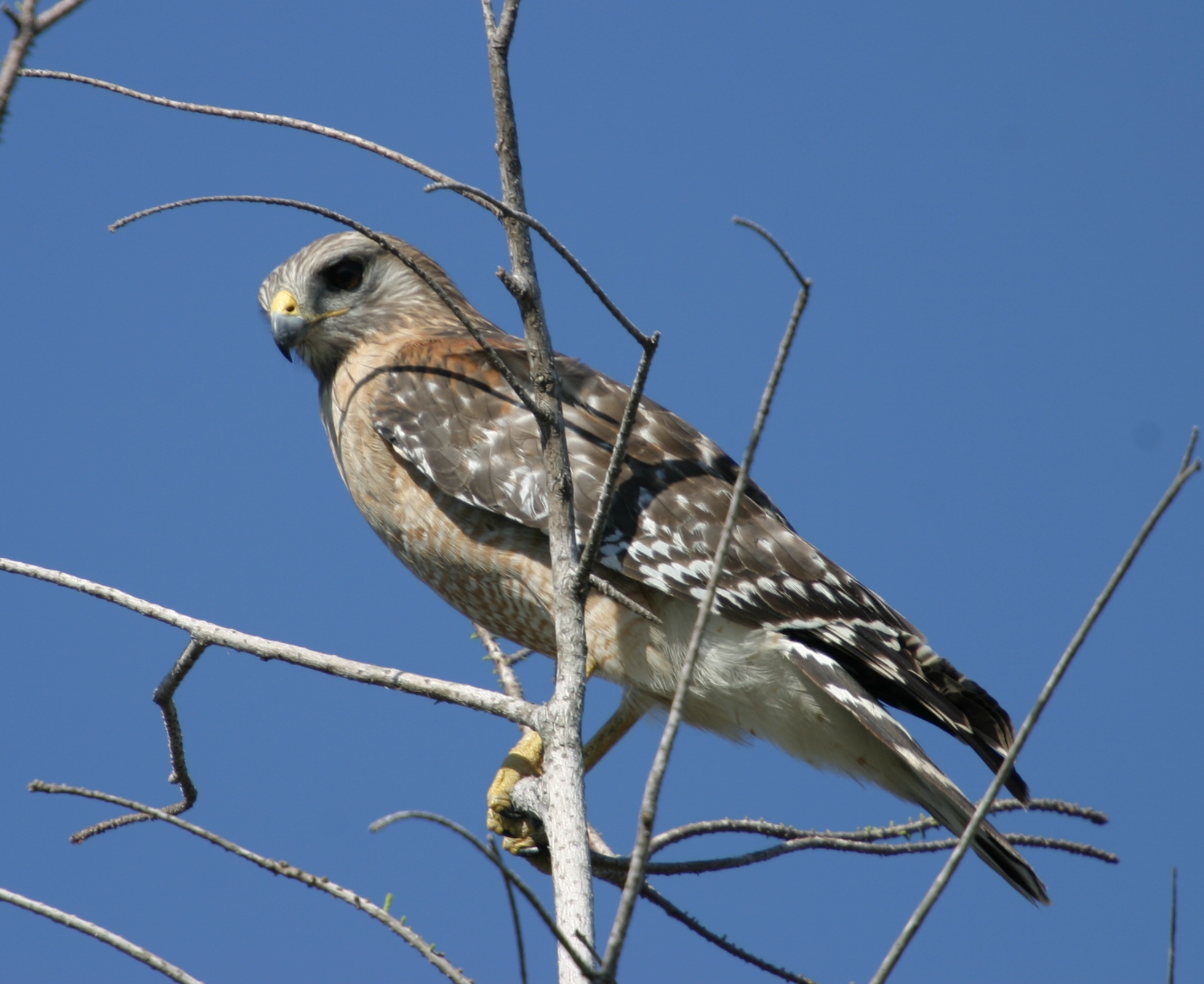 Red-shouldered Hawk wallpaper