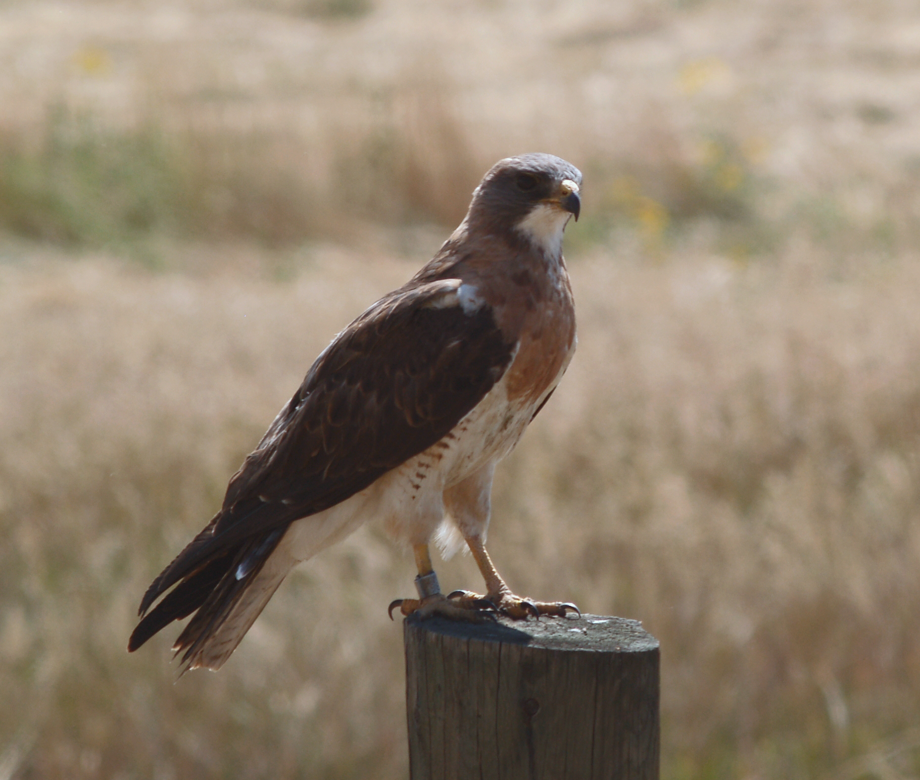 Swainson's Hawk wallpaper