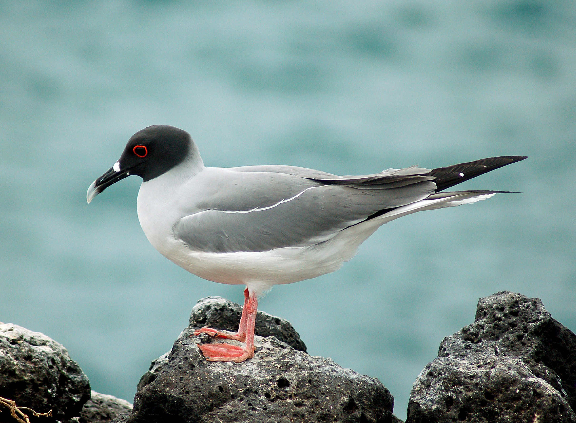 Swallow-tailed Gull wallpaper