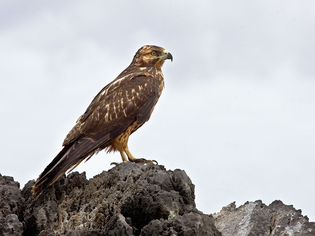 Galápagos Hawk wallpaper