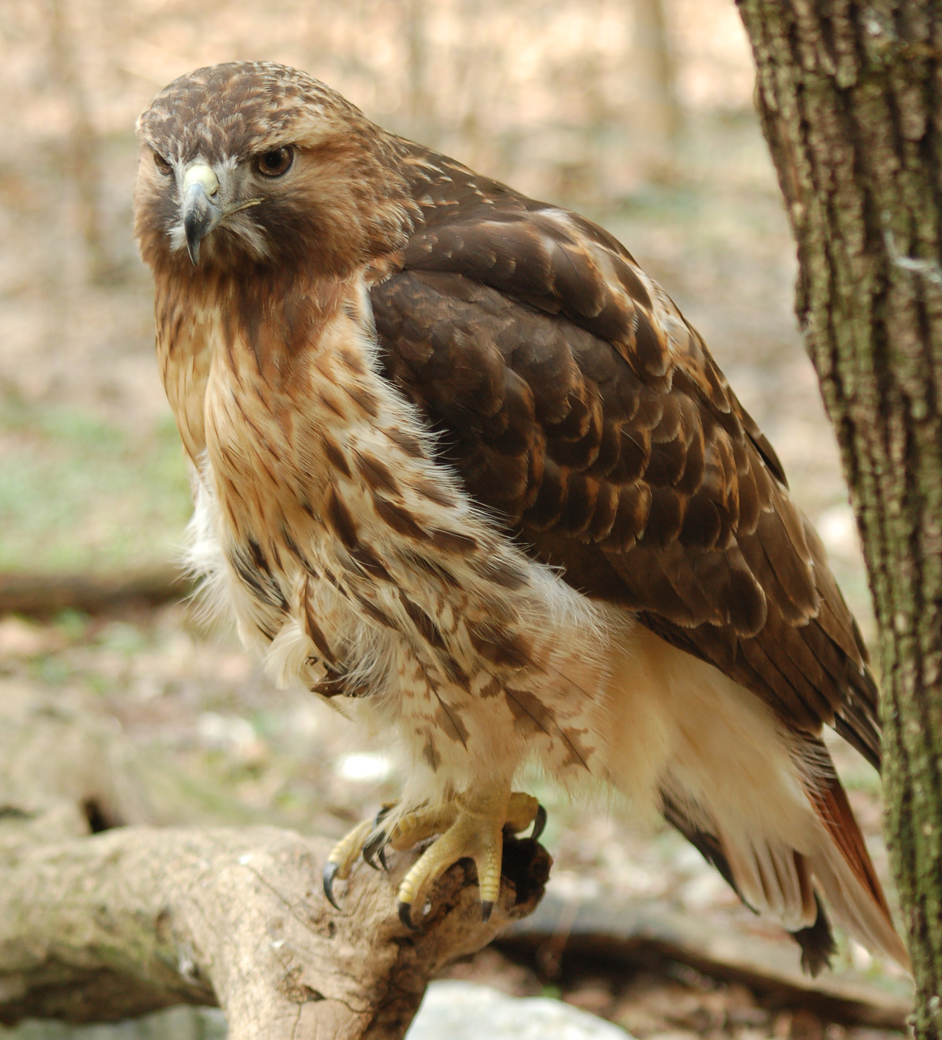 Red-tailed Hawk wallpaper