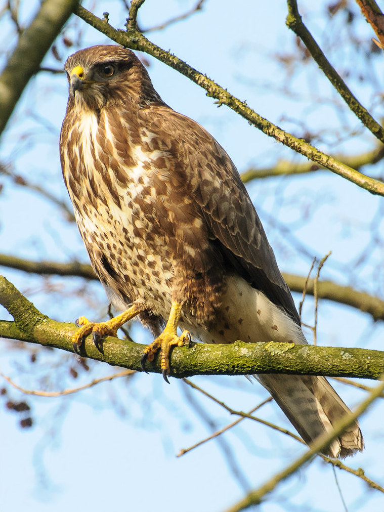 Common Buzzard wallpaper