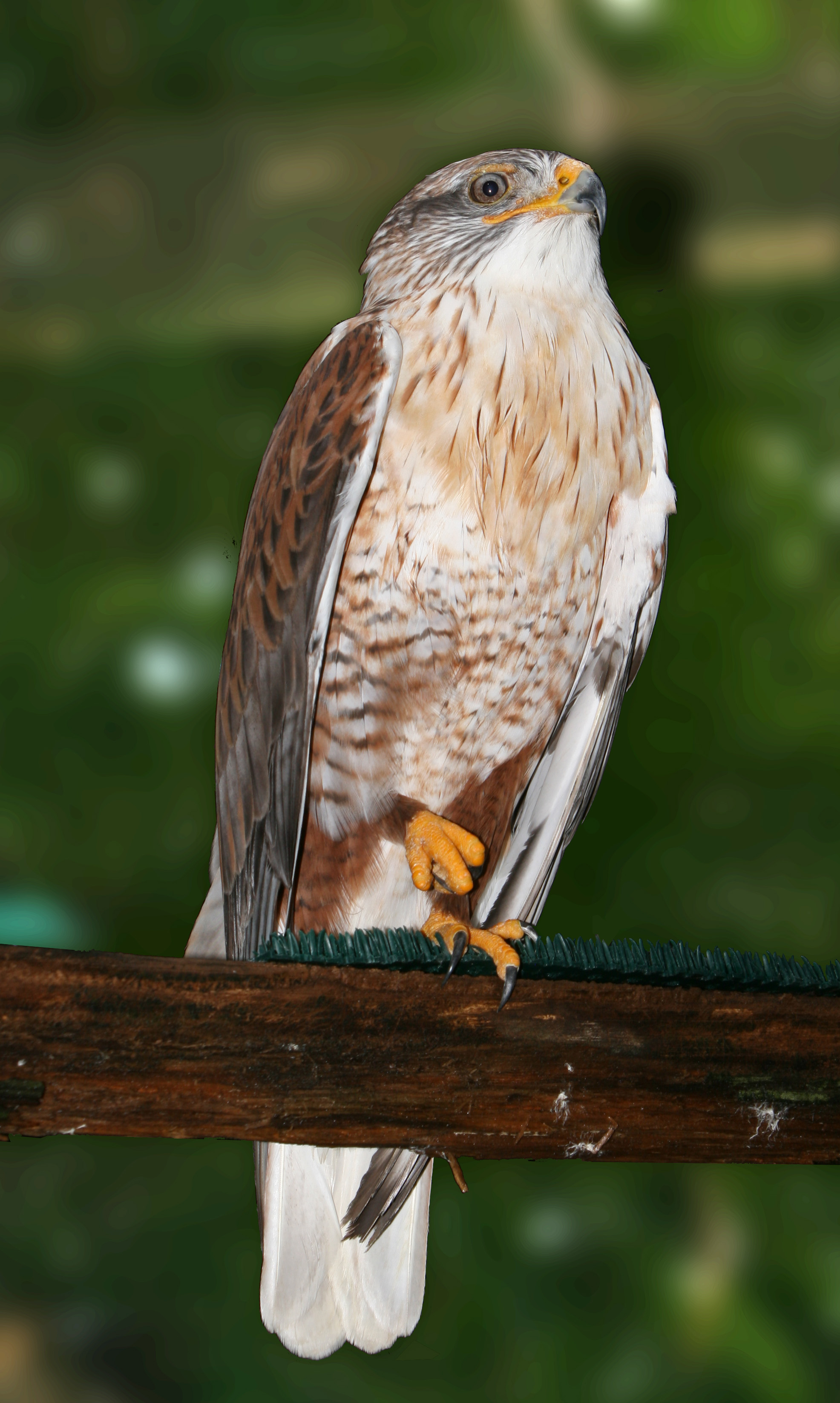 Ferruginous Hawk wallpaper