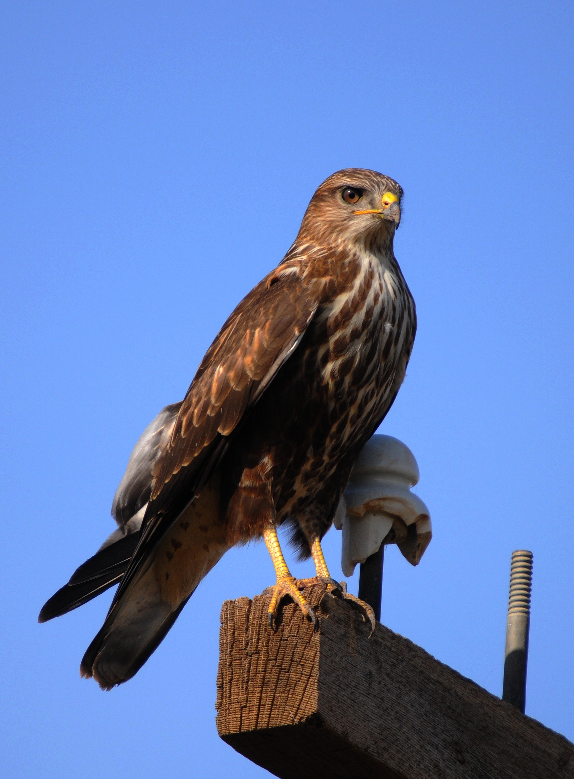 Long-legged Buzzard wallpaper