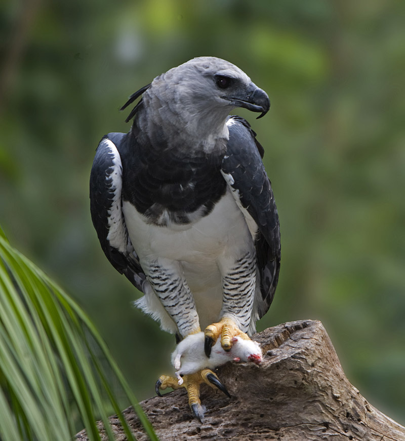 Harpy Eagle wallpaper