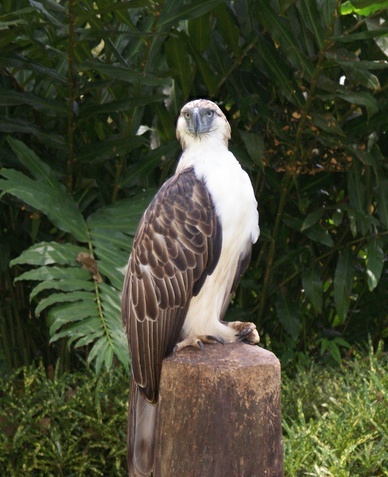 Philippine Eagle wallpaper