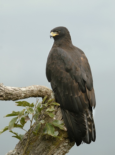 Indian Black Eagle wallpaper