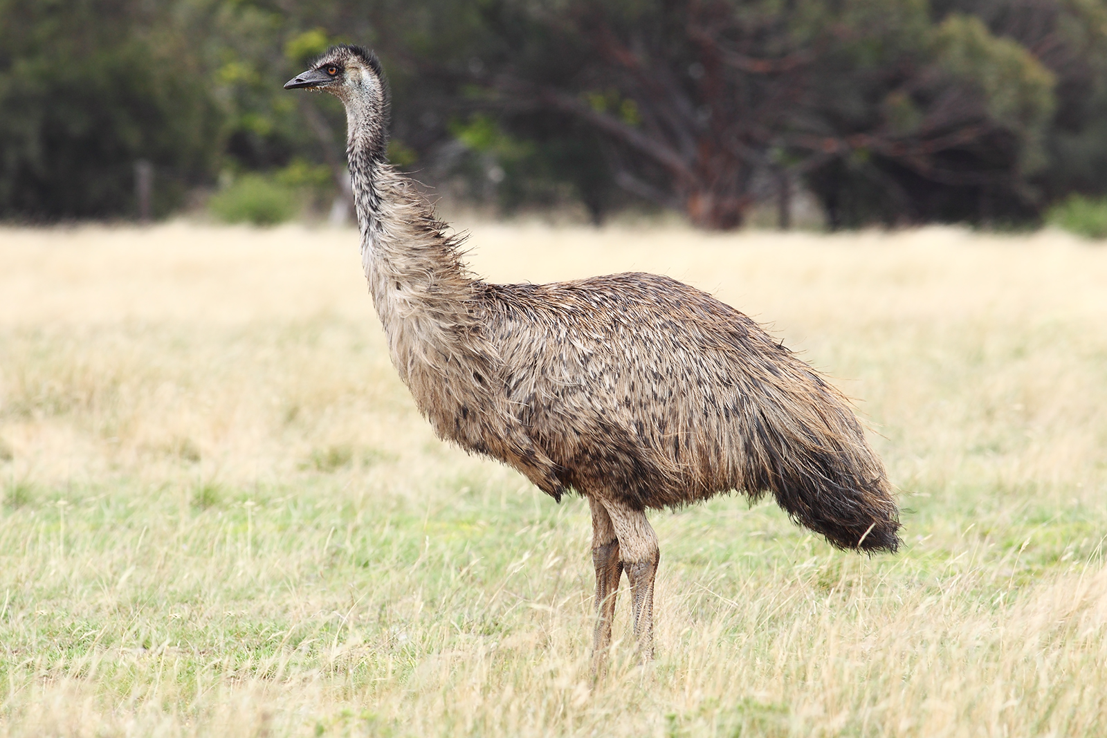 Emu wallpaper