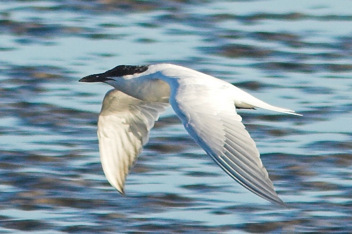 Gull-billed Tern wallpaper