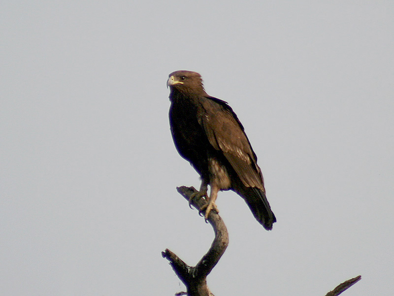 Greater Spotted Eagle wallpaper