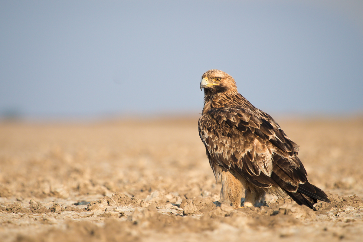 Eastern Imperial Eagle wallpaper