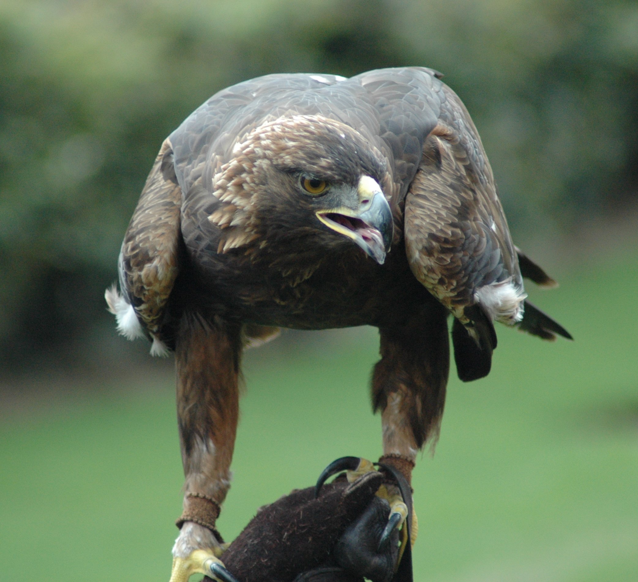 Golden Eagle wallpaper