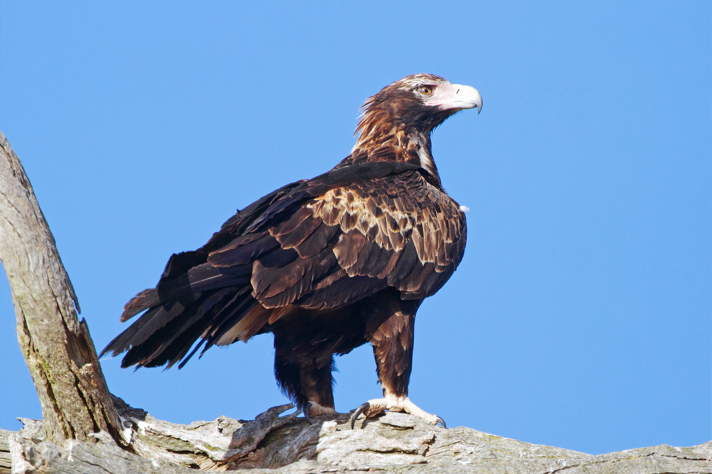 Wedge-tailed Eagle wallpaper