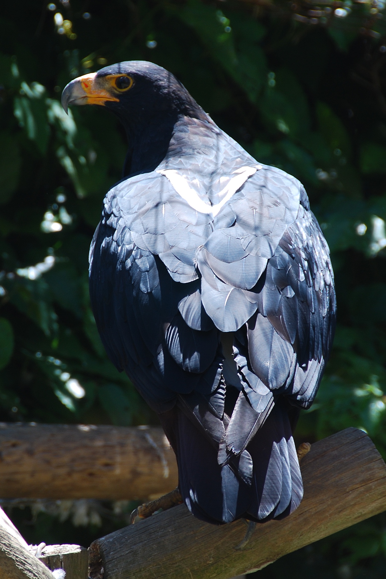 Verreaux's Eagle wallpaper