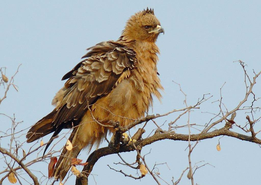 Wahlberg's Eagle wallpaper