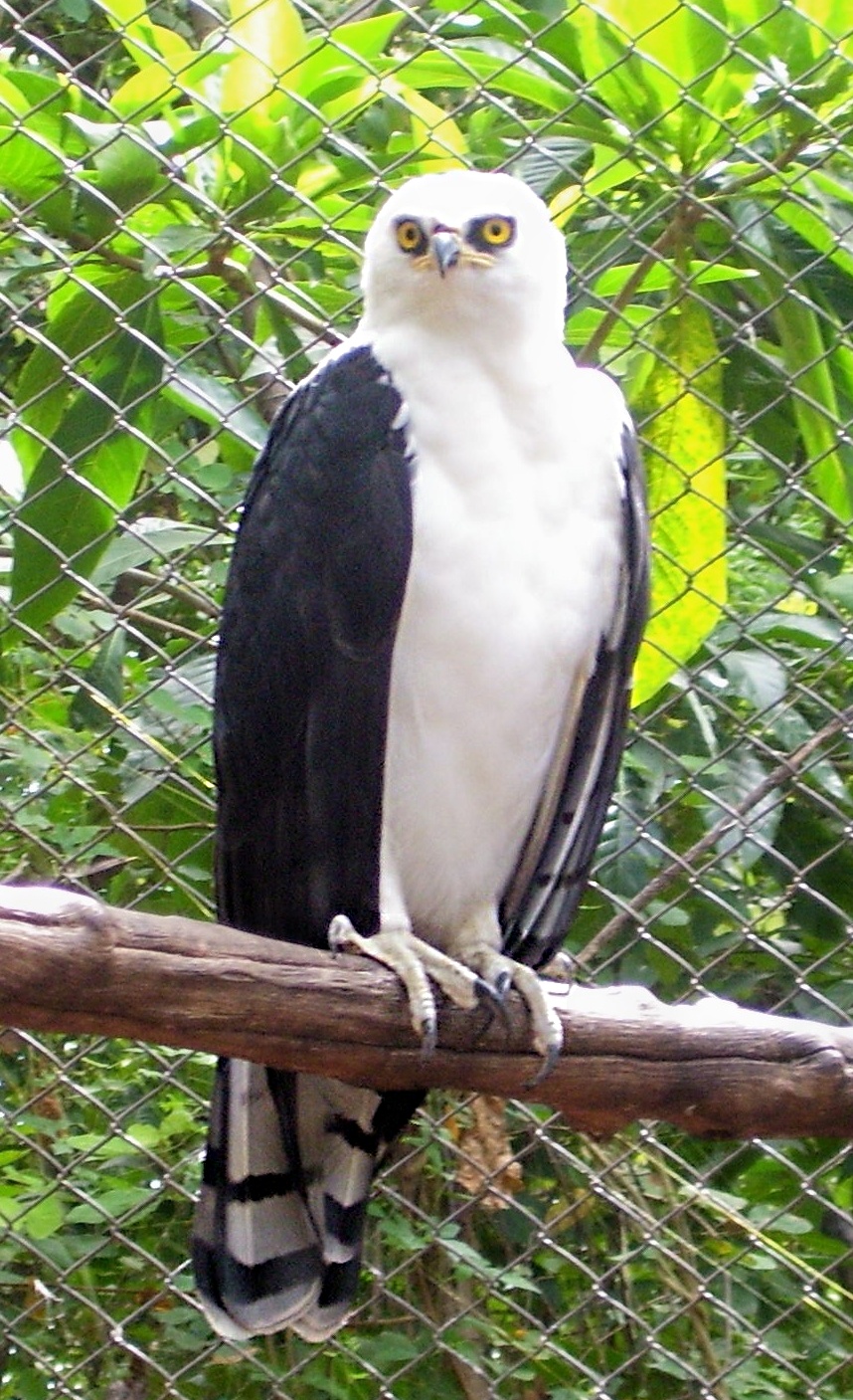 Black-and-white Hawk-Eagle wallpaper