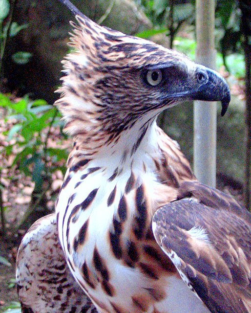 Philippine Hawk-Eagle wallpaper