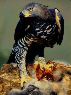 Crowned Eagle wallpaper