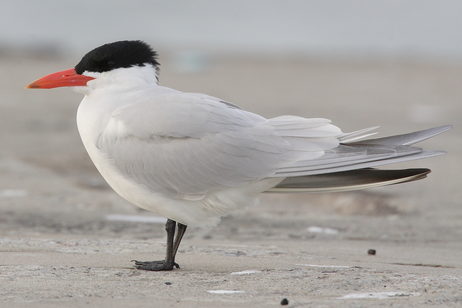 Caspian Tern wallpaper