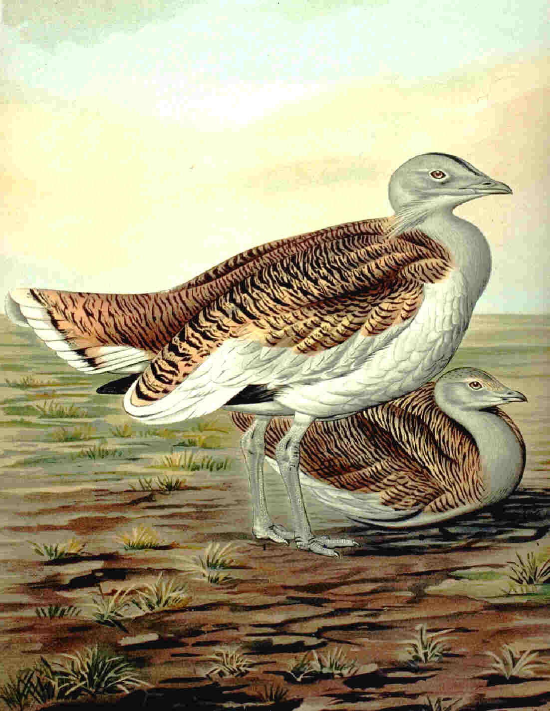 Great Bustard wallpaper