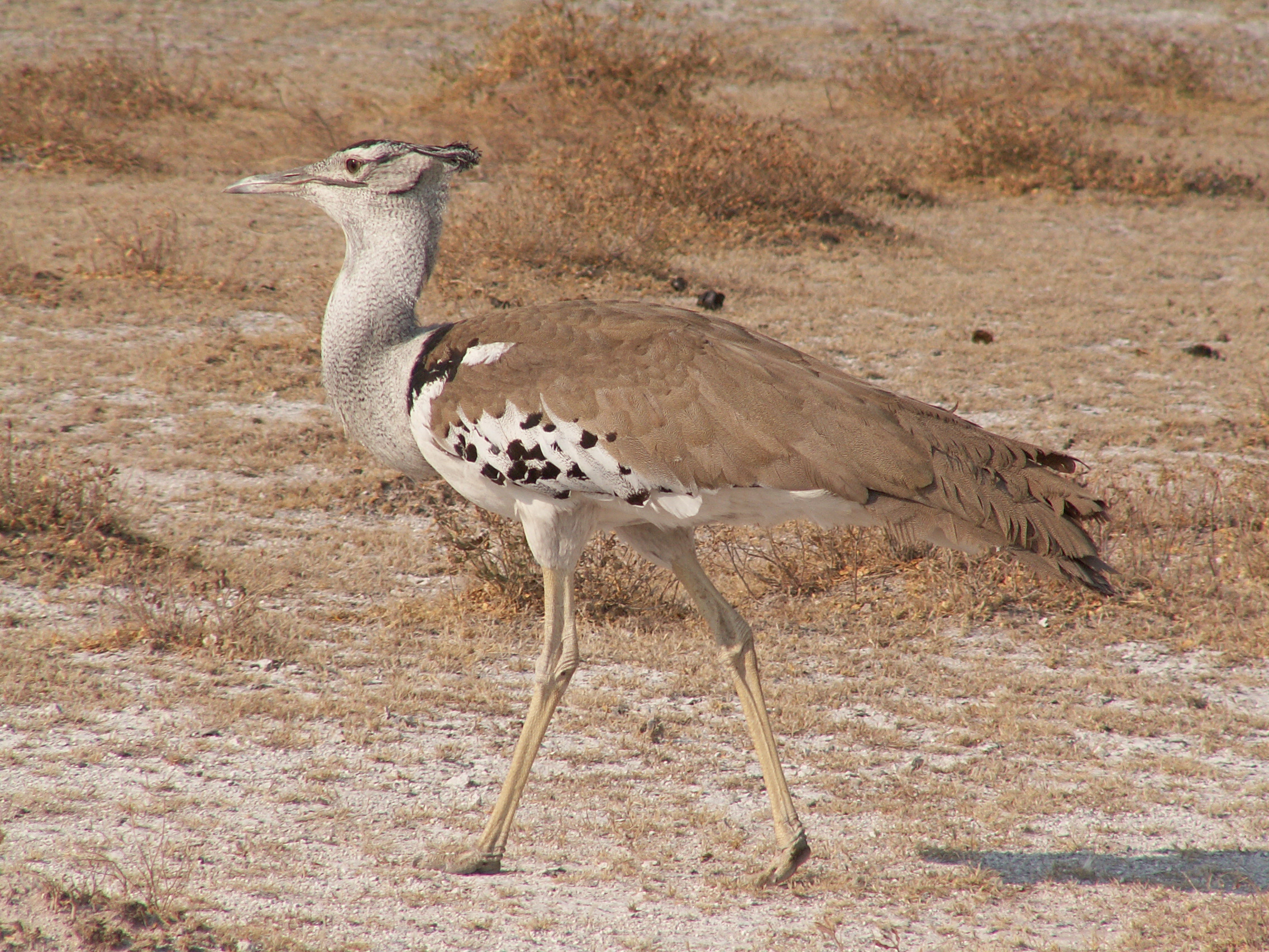 Kori Bustard wallpaper