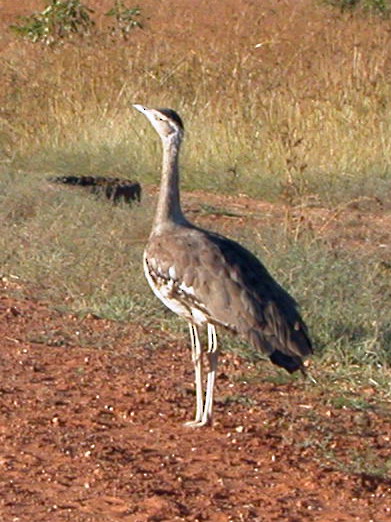 Australian Bustard wallpaper