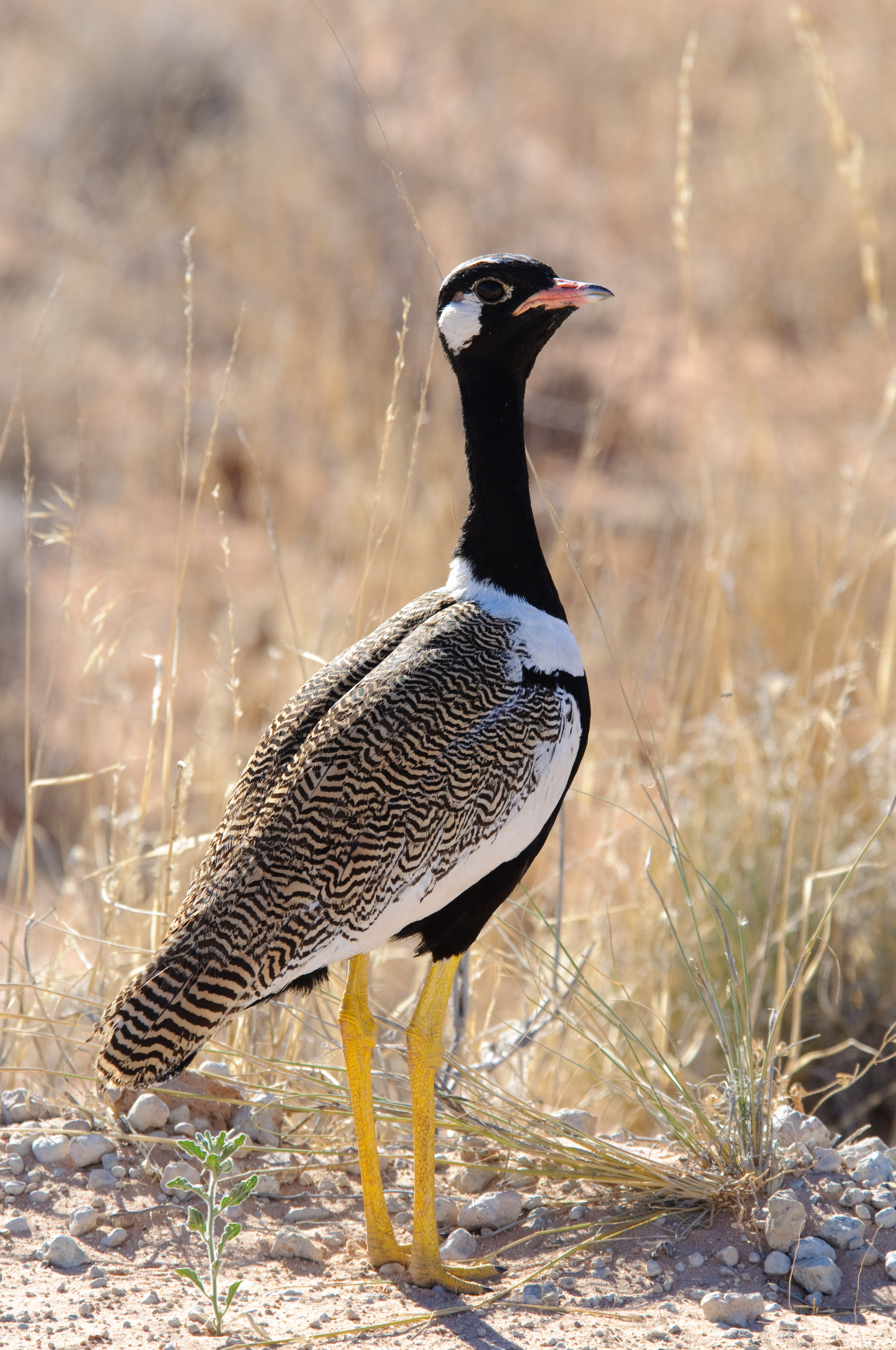 Northern Black Korhaan wallpaper