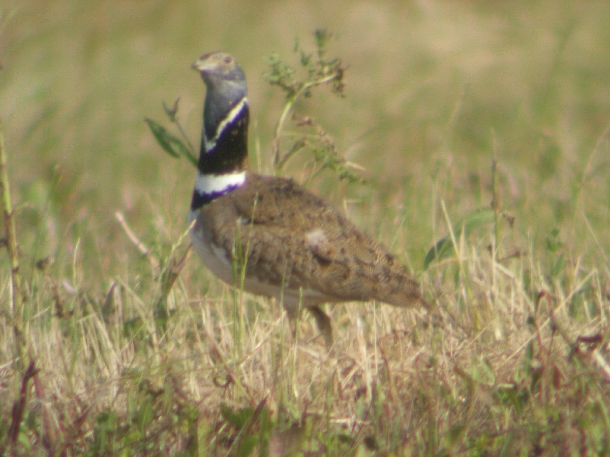 Little Bustard wallpaper