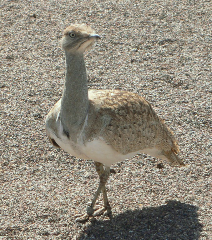 Houbara Bustard wallpaper