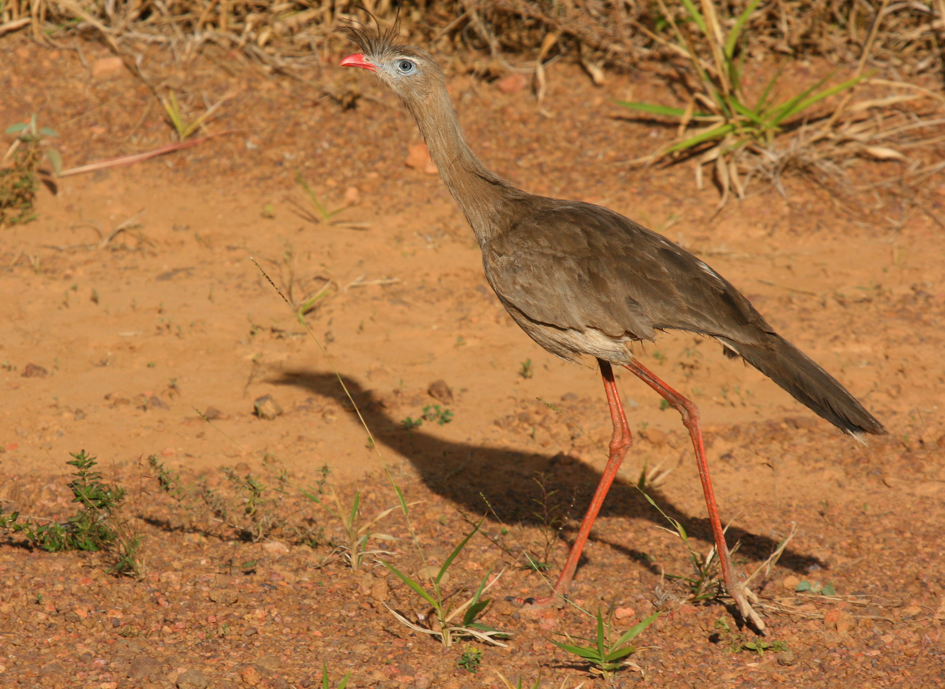 Red-legged Seriema wallpaper