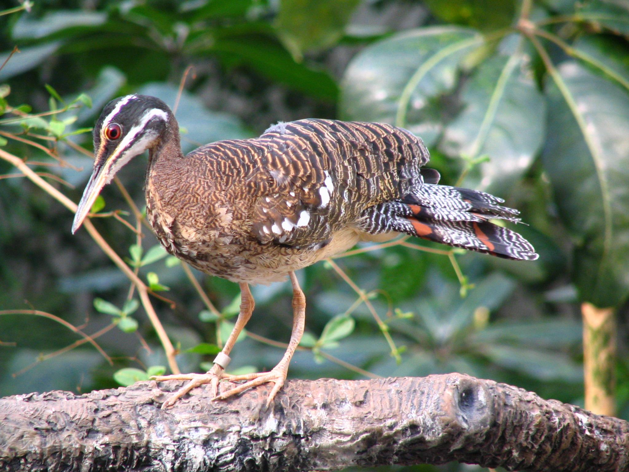 Sunbittern wallpaper