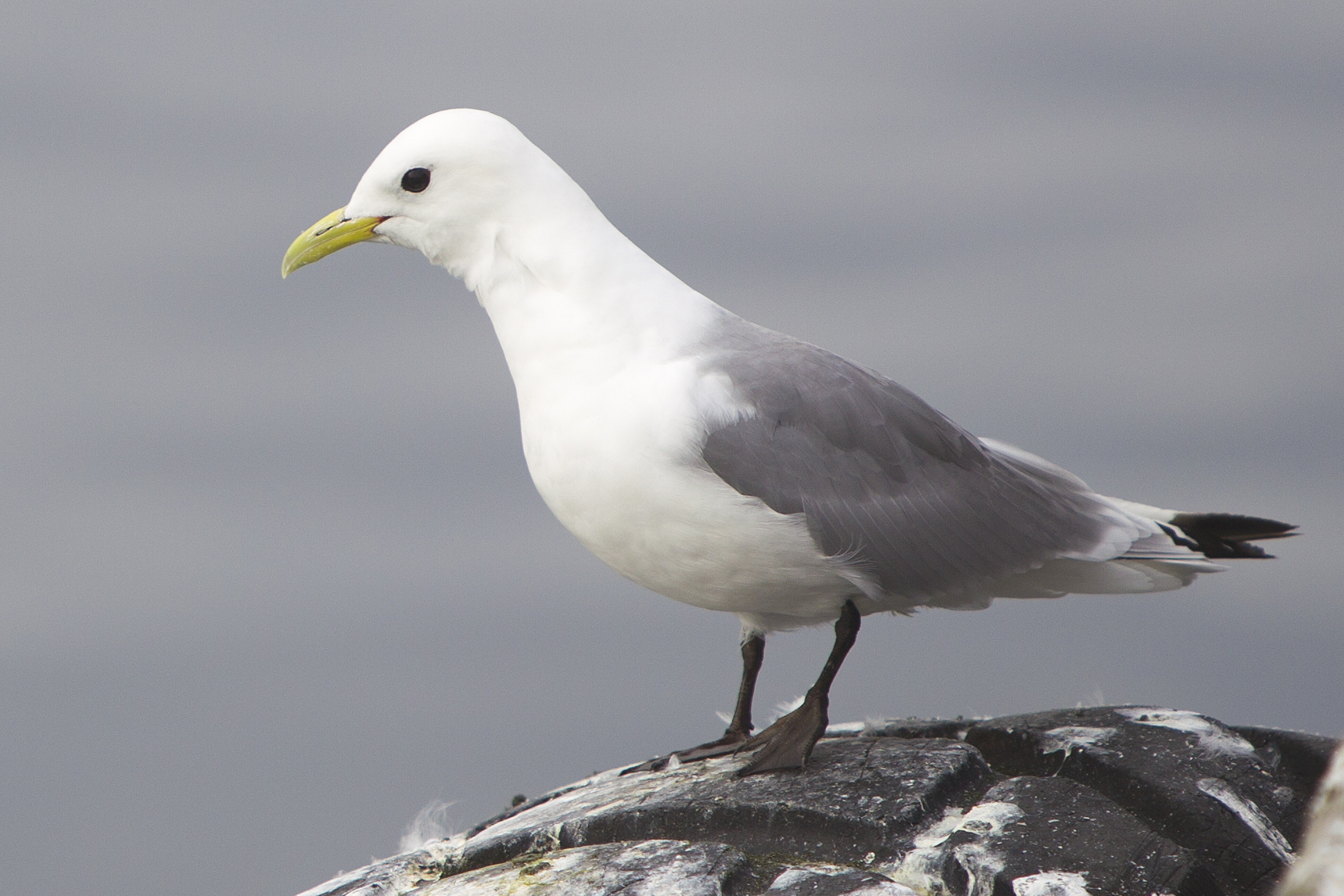 Black-legged Kittiwake wallpaper