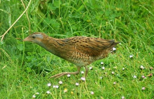 Corn Crake wallpaper