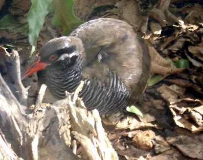 Okinawa Rail wallpaper