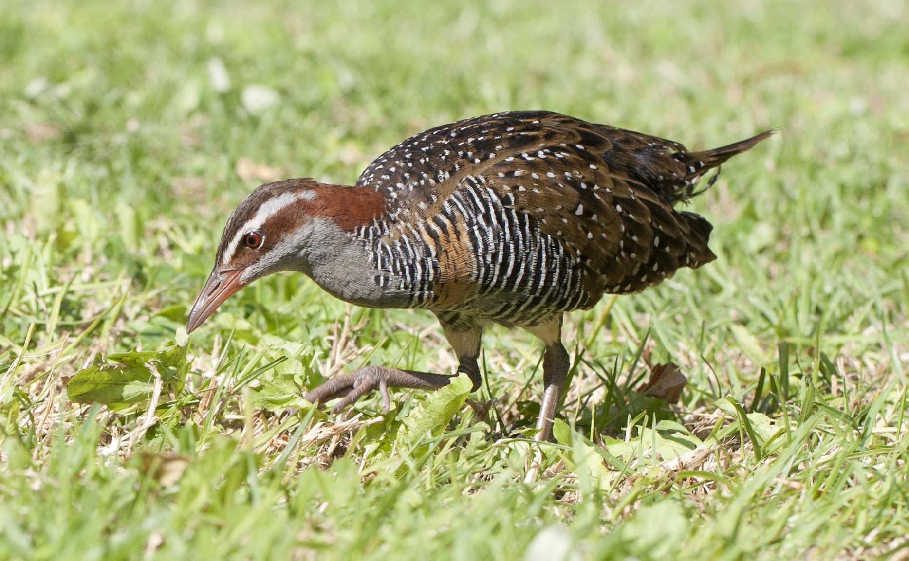 Buff-banded Rail wallpaper