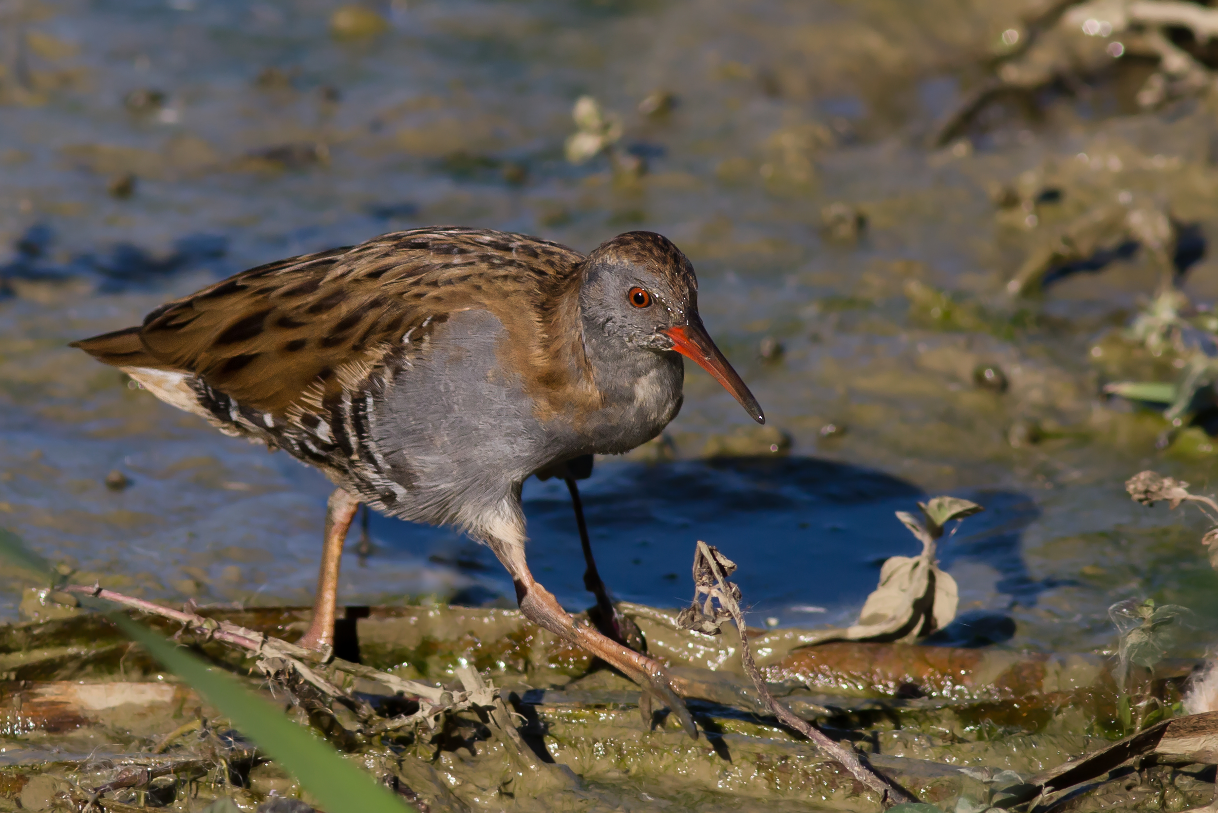 Water Rail wallpaper