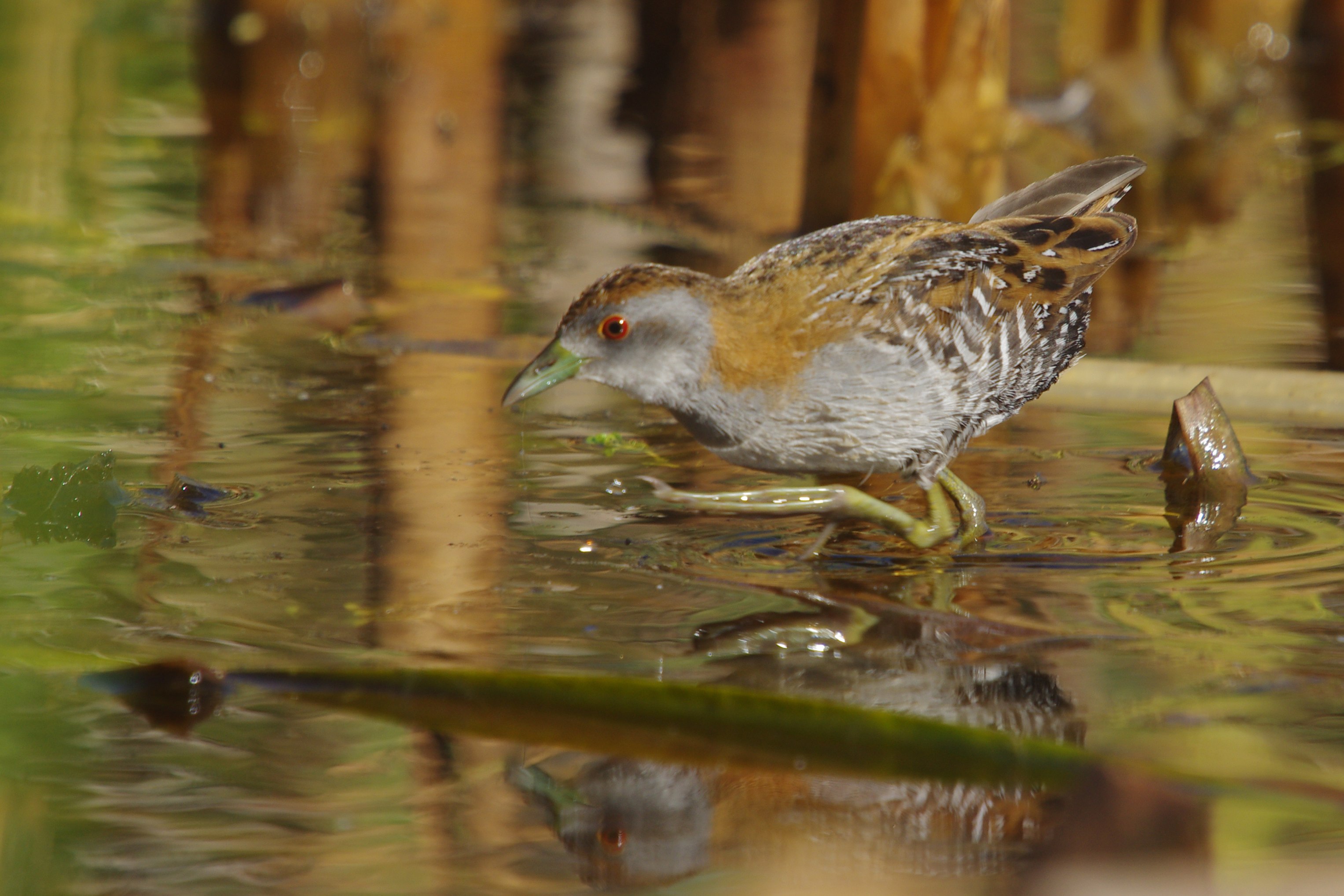 Baillon's Crake wallpaper