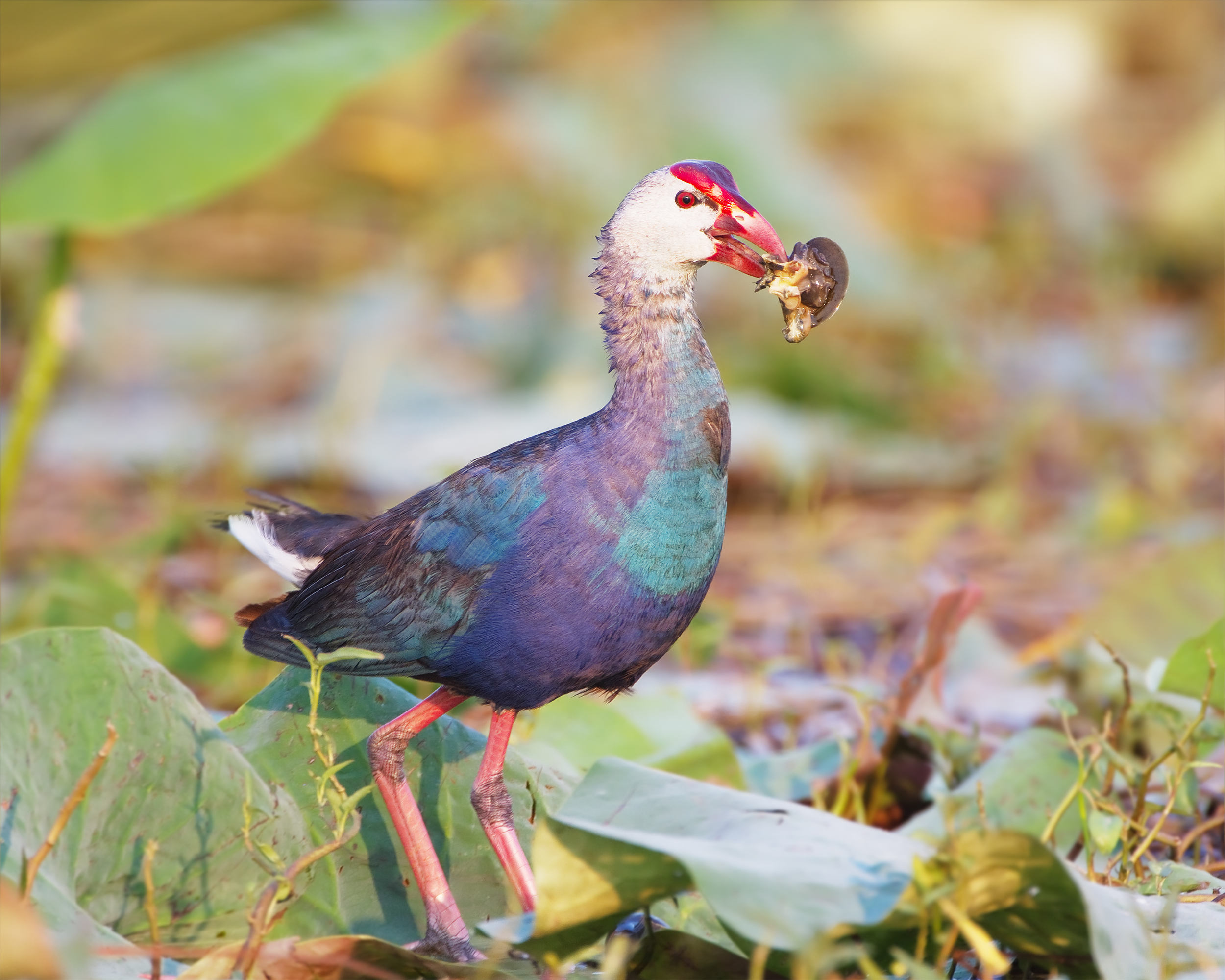 Purple Swamphen wallpaper