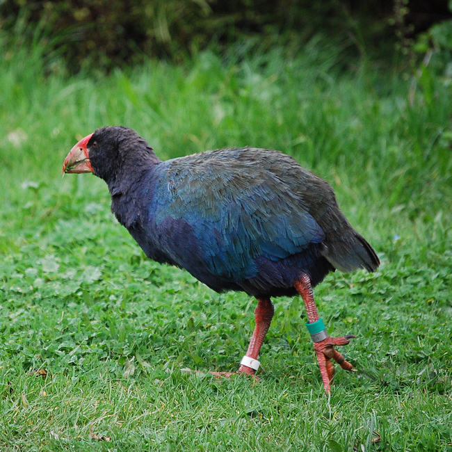 Takahē wallpaper