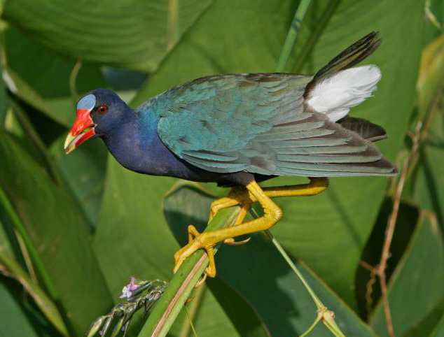 Purple Gallinule wallpaper