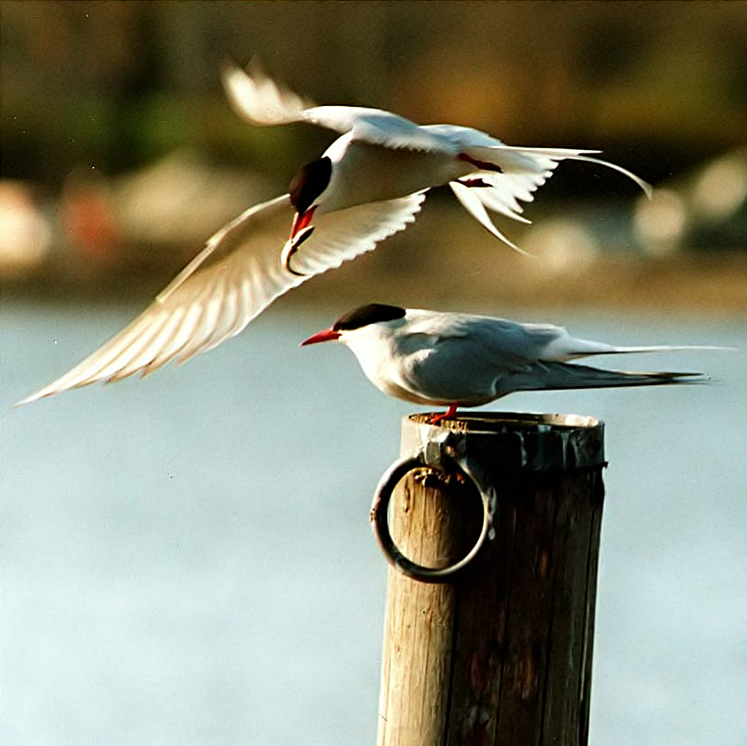 Arctic Tern wallpaper