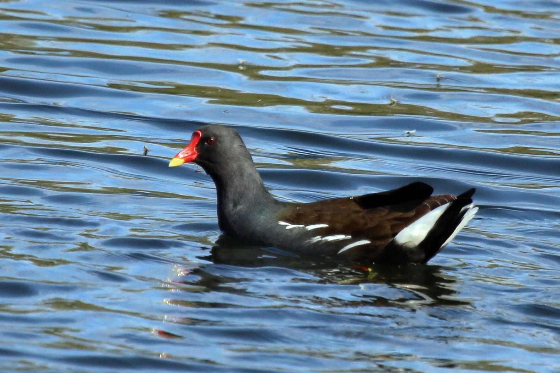 Common Moorhen wallpaper