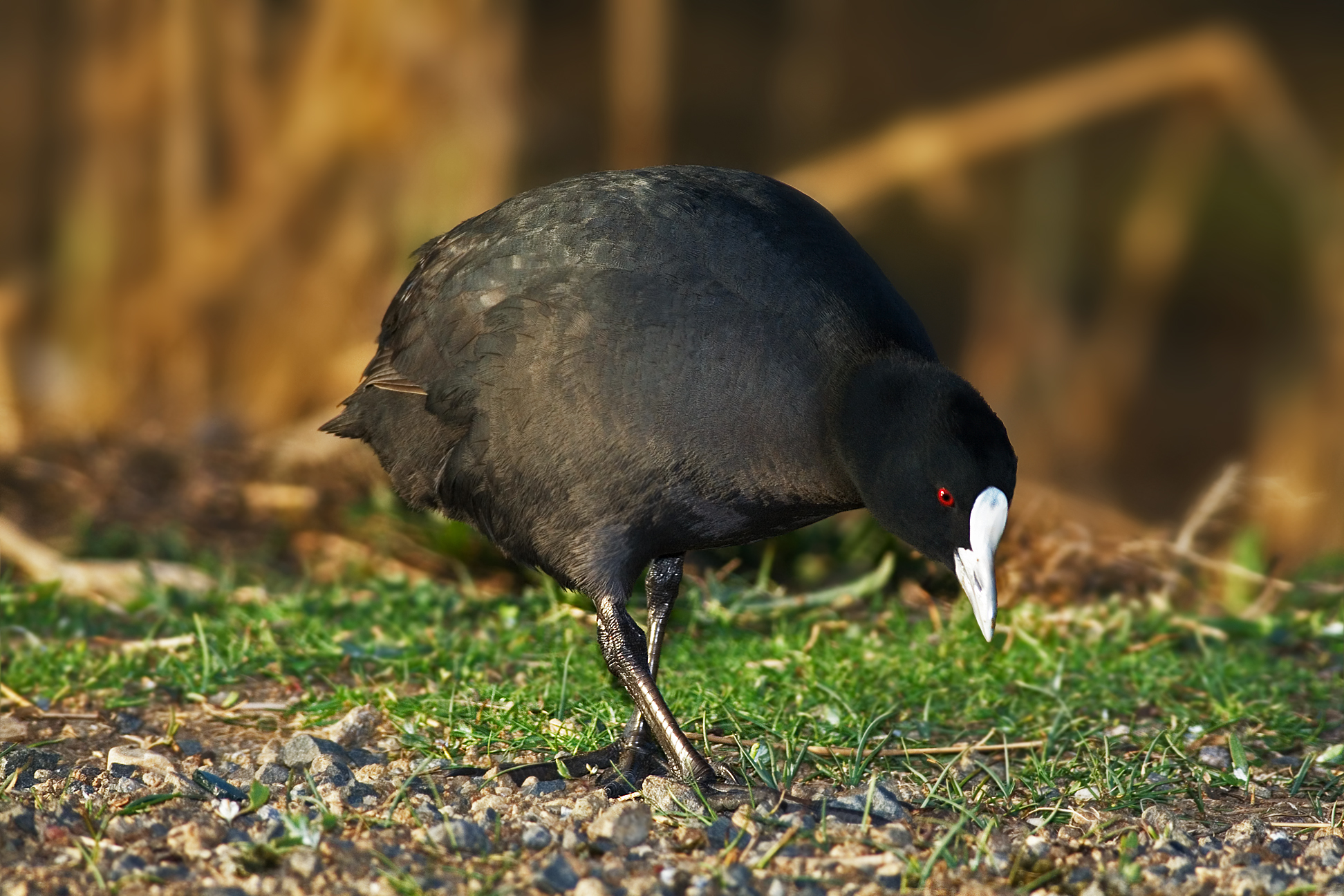 Eurasian Coot wallpaper